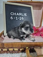 Charlie, a male Miniature Schnauzer for sale in Nappanee, IN – 10 of 10