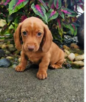 Rex, a male Dachshund for sale in Nappanee, IN – 9 of 9