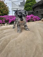 Sandi, a female Miniature Schnauzer for sale in Nappanee, IN – 8 of 8