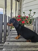 bud, a male Dachshund for sale in Nappanee, IN – 2 of 10