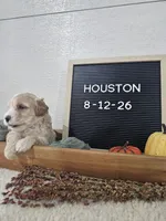 Houston, a male Miniature Goldendoodle for sale in Nappanee, IN – 8 of 8