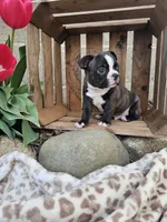 Rambow, a male Boston Terrier for sale in Nappanee, IN – Photo 5 of 7