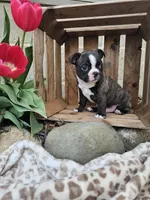 Rambow, a male Boston Terrier for sale in Nappanee, IN – Photo 6 of 7