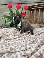 Rambow, a male Boston Terrier for sale in Nappanee, IN – Photo 2 of 7