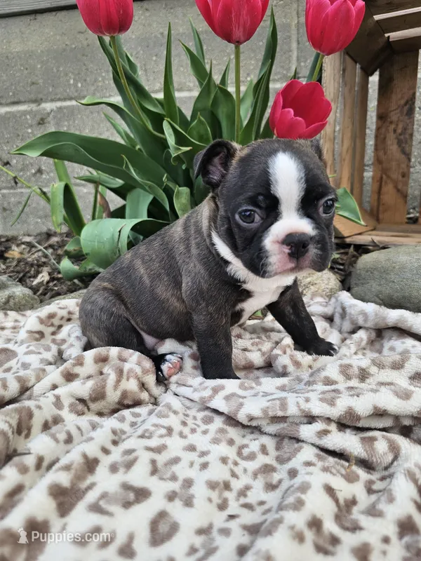 Rambow – Boston Terrier puppy for sale in Nappanee, IN