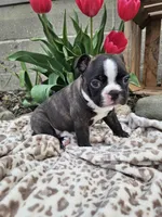 Rambow, a male Boston Terrier for sale in Nappanee, IN – Photo 1 of 7