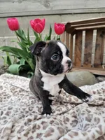 Rambow, a male Boston Terrier for sale in Nappanee, IN – Photo 3 of 7