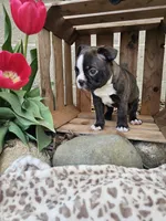 Rambow, a male Boston Terrier for sale in Nappanee, IN – Photo 7 of 7
