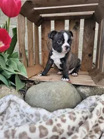 Rambow, a male Boston Terrier for sale in Nappanee, IN – Photo 4 of 7