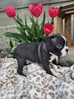 Nova, a female Boston Terrier for sale in Nappanee, IN – Photo 2 of 7