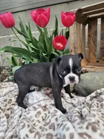 Nova, a female Boston Terrier for sale in Nappanee, IN – Photo 3 of 7