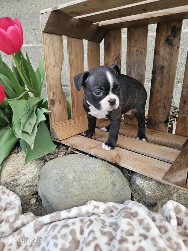 Nova – Boston Terrier puppy for sale in Nappanee, IN