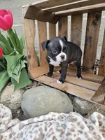 Nova, a female Boston Terrier for sale in Nappanee, IN – Photo 1 of 7