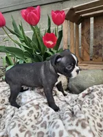 Nova, a female Boston Terrier for sale in Nappanee, IN – Photo 4 of 7