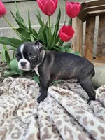 Nova, a female Boston Terrier for sale in Nappanee, IN – Photo 6 of 7