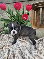 Nova, a female Boston Terrier for sale in Nappanee, IN – Photo 5 of 7