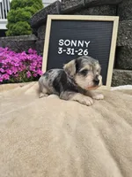 Sunny, a male Miniature Schnauzer for sale in Nappanee, IN – 7 of 9