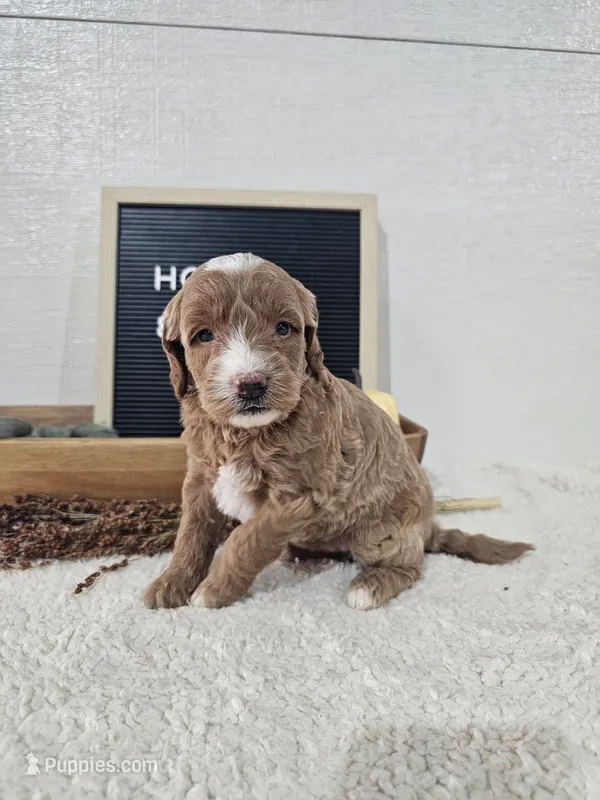 Holly – Miniature Goldendoodle puppy for sale in Nappanee, IN