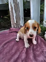 Barney, a male Miniature Dachshund for sale in Nappanee, IN – 3 of 7