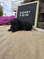 Sydney, a female Miniature Schnauzer for sale in Nappanee, IN – 1 of 9
