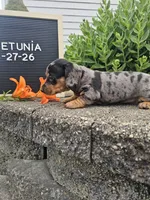 Petunia, a female Dachshund for sale in Nappanee, IN – 6 of 10