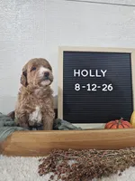 Holly, a female Miniature Goldendoodle for sale in Nappanee, IN – 4 of 10