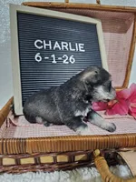 Charlie, a male Miniature Schnauzer for sale in Nappanee, IN – 3 of 10
