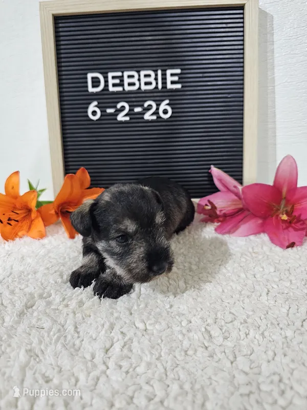 Debbie – Miniature Schnauzer puppy for sale in Nappanee, IN