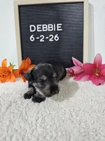 Debbie, a female Miniature Schnauzer for sale in Nappanee, IN – 1 of 10