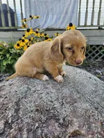 Autumn, a female Miniature Dachshund for sale in Nappanee, IN – 6 of 10