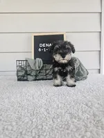 Dena, a female Miniature Schnauzer for sale in Nappanee, IN – 3 of 10