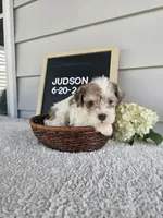 Judson, a male Miniature Schnauzer for sale in Nappanee, IN – 5 of 9