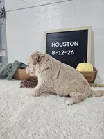 Houston, a male Miniature Goldendoodle for sale in Nappanee, IN – 2 of 8