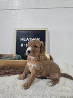 Heather, a female Miniature Goldendoodle for sale in Nappanee, IN – 3 of 10