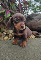 Roxy, a female Dachshund for sale in Nappanee, IN – 7 of 9