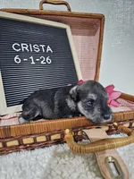 Crista, a male Miniature Schnauzer for sale in Nappanee, IN – 6 of 9