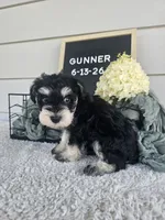 Gunner, a male Miniature Schnauzer for sale in Nappanee, IN – 7 of 10