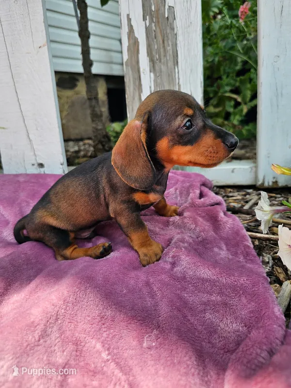 Jeff – Miniature Dachshund puppy for sale in Nappanee, IN