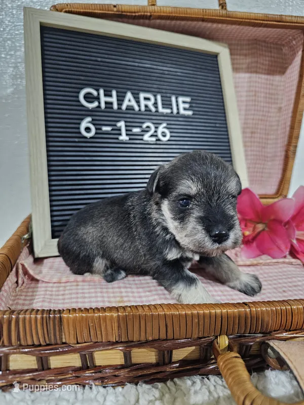 Charlie, a male Miniature Schnauzer for sale in Nappanee, IN – 1 of 10