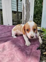 Barney, a male Miniature Dachshund for sale in Nappanee, IN – 7 of 7