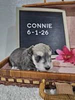Connie, a female Miniature Schnauzer for sale in Nappanee, IN – 9 of 9