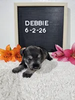 Debbie, a female Miniature Schnauzer for sale in Nappanee, IN – 10 of 10
