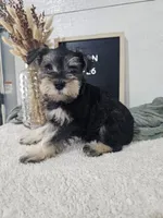 Mason, a male Miniature Schnauzer for sale in Nappanee, IN – 9 of 10