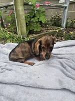 Maggie, a female Dachshund for sale in Nappanee, IN – 9 of 10