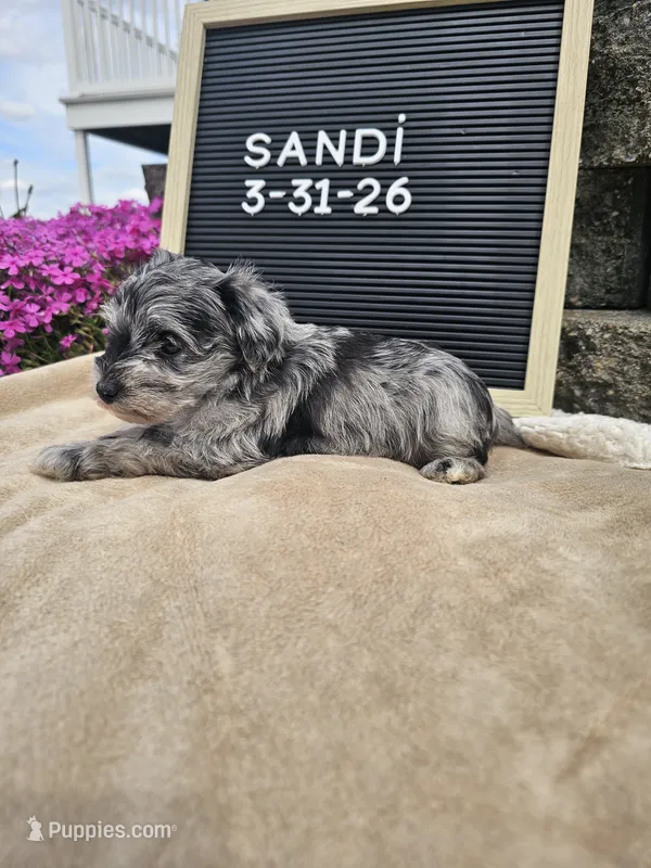 Sandi – Miniature Schnauzer puppy for sale in Nappanee, IN