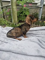 Maggie, a female Dachshund for sale in Nappanee, IN – 7 of 10