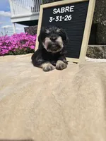 Sabre, a male Miniature Schnauzer for sale in Nappanee, IN – 2 of 10