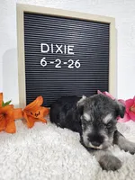 Dixie, a female Miniature Schnauzer for sale in Nappanee, IN – 7 of 10