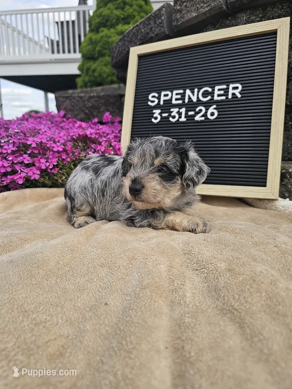 Spancer – Miniature Schnauzer puppy for sale in Nappanee, IN