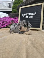 Spancer, a male Miniature Schnauzer for sale in Nappanee, IN – 1 of 8